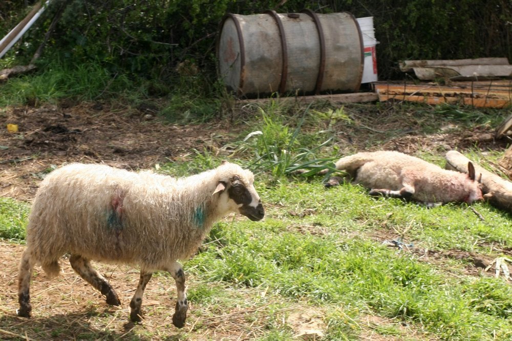 Čopor vukova usmrtio najmanje deset ovaca u Opari