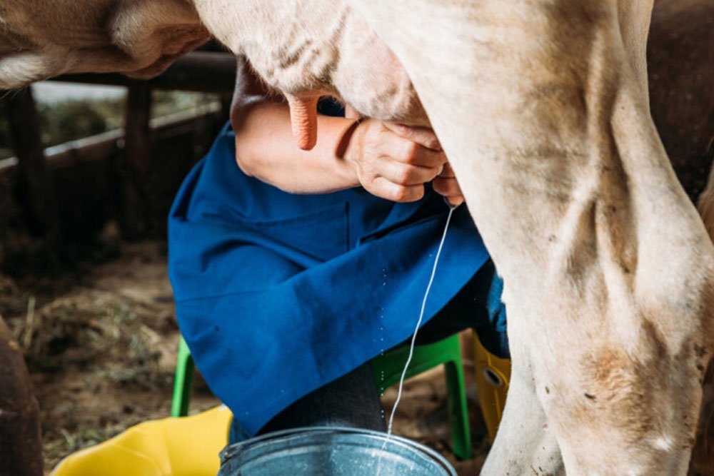 Farmeri najavljuju loše vijesti: Litar mlijeka uskoro tri KM